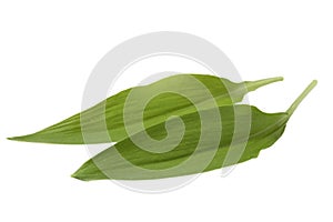 Wild garlic leaves isolated on white background