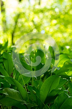 Wild garlic plant growing in forest