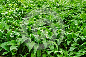 Wild garlic plants