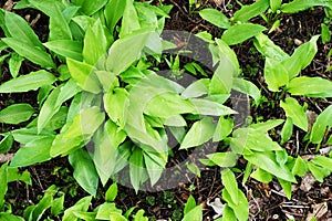 wild garlic plants