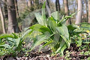 Wild garlic plants in the forest