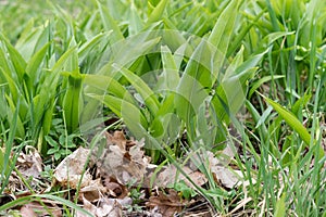 Wild garlic plants in spring