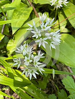 wild garlic plants with white star-shaped flowers
