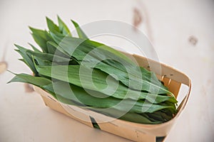 Wild garlic, ramson