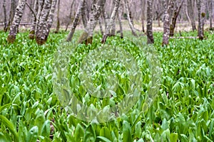 Wild garlic ramson or bear garlic growing in forest