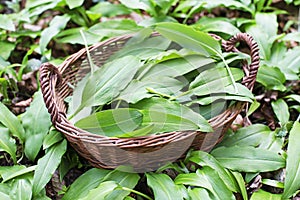Picking Wild garlic ramson in forest