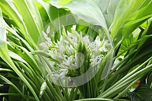 Wild Garlic- Ramsons. Wild Flower.