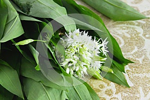 Wild Garlic- Ramsons. Wild Flower.