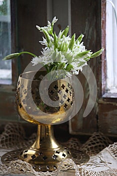 Wild Garlic- Ramsons. Wild Flower.