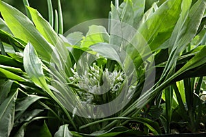 Wild Garlic- Ramsons. Wild Flower.