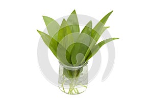 Wild garlic or ransom in a glass of water, isolated on white