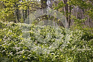 Wild Garlic