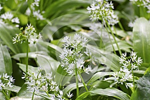 Wild garlic, Allium ursinum, blossom in spring, Bavaria, Germany, Europe