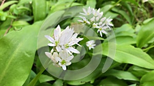 wild garlic in spring, vegetable and medicinal herb with flowers