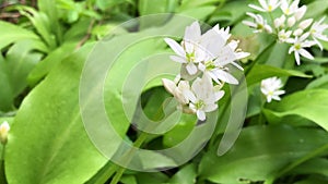 wild garlic in spring, vegetable and medicinal herb with flowers