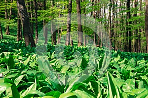 Wild garlic in springtime forrest