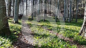 wild garlic in the woods