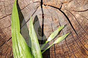 Wild garlic on a weathered tree trunk