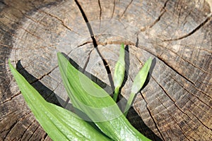 Wild garlic on a weathered tree trunk