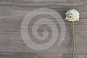 Wild garlic white flower on old grunge wooden background. Top view. Minimalistic mockup.