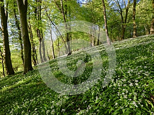 Wild garlic in the woods - spring evening light in the beech woods near Idsworth, South Downs, Hampshire, UK