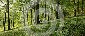 Wild garlic in the woods - spring evening light in the beech woods near Idsworth, South Downs, Hampshire, UK