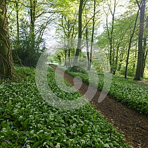 Wild garlic in the woods - spring evening light in the beech woods near Idsworth, South Downs, Hampshire, UK