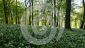 Wild garlic in the woods - spring evening light in the beech woods near Idsworth, South Downs, Hampshire, UK