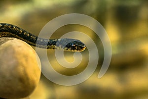 Salvaje liga serpiente en jardín 