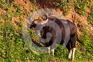 Wild Gaur (Bos gaurus laosiensis)