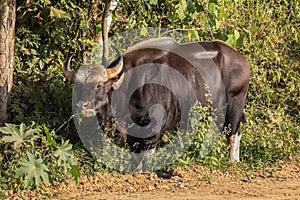 Wild Gaur (Bos gaurus laosiensis)