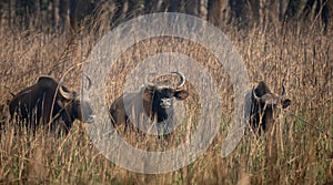 Wild Gaur or Buffalo