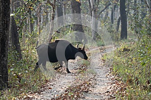 Wild Gaur or Buffalo photo