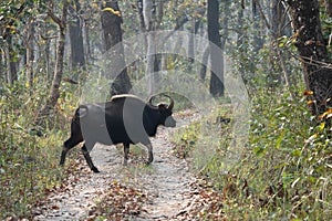 Wild Gaur or Buffalo photo