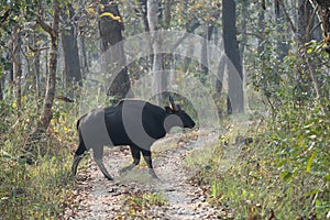 Wild Gaur or Buffalo photo