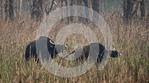 Wild Gaur or Buffalo photo