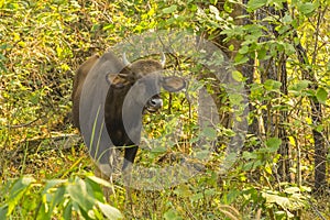 Wild Gaur Chewing Cud in Jungle