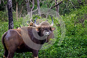 Wild Gaur
