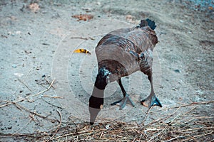 Wild gavia stay near pond