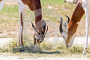 Wild Gazelles In National Park