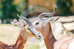 Wild Gazelles In National Park