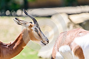 Wild Gazelles In National Park