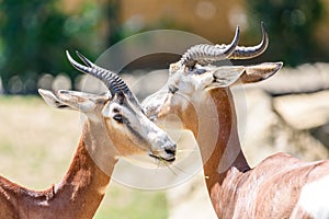 Wild Gazelles In National Park