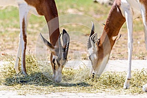Wild Gazelles In National Park