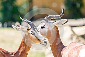 Wild Gazelles In National Park photo