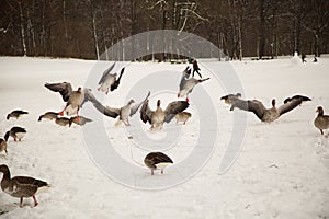 Wild gees in winter in the english garden