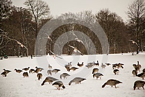 Wild gees in winter in the english garden