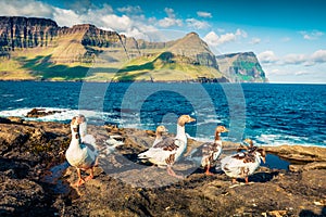 Wild geese on the Atlantic coast. Sunny summer scene of outskirts of Vidareidi village, Vidoy island. Splendid morning view of Far