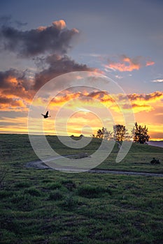 Wild geese, cloud and grassland in the sunset
