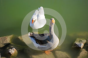 A geese couple in a green pond